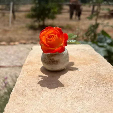 別荘 La Casa Del Carrubo Con Piscina Condivisa In Campagna Vicino Al Mare - Canestanco 18 *